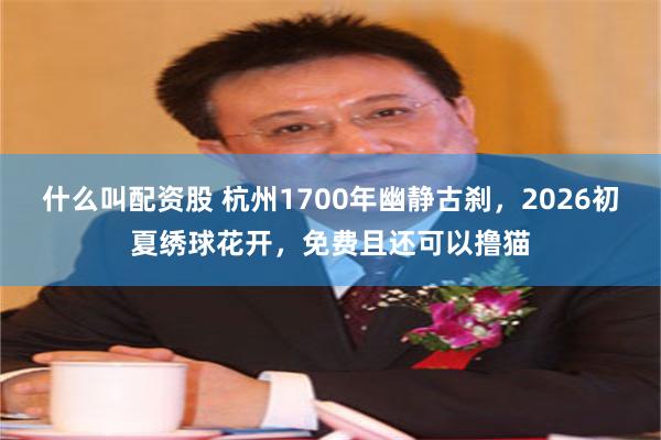 什么叫配资股 杭州1700年幽静古刹，2026初夏绣球花开，免费且还可以撸猫